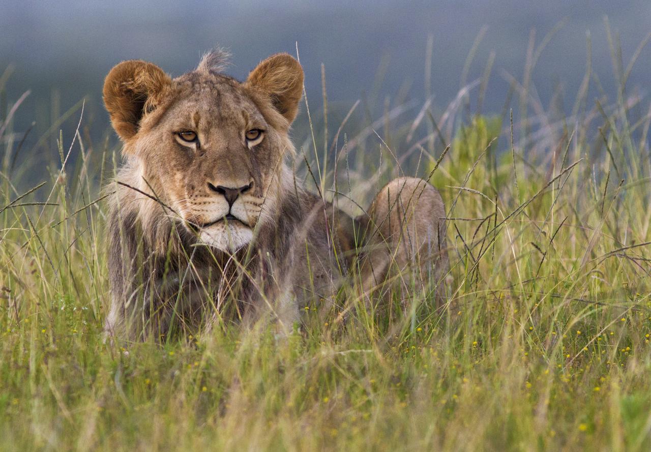 Kariega Game Reserve Ukhozi Lodge Kenton-on-Sea Esterno foto